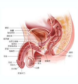 石河子治疗射精障碍